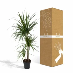 Dracaena Marginata - H115cm, ø21cm - Très Grande Plante D'intérieur 9 Dracaena Marginata - H115cm, ø21cm - Très Grande Plante D'intérieur -Promos Jardesia Magasin 8a1ff4040cdd92e7