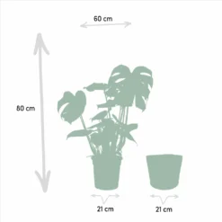 Monstera Deliciosa, Bananier Musa Et Leurs Paniers Noirs, Duo De Plantes - Grandes Plantes D'intérieur -Promos Jardesia Magasin 8a94370032d56a3d