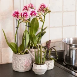 Orchidée Rose/violet Phalaenopsis - H35cm, ø9cm - Plante D'intérieur Fleurie -Promos Jardesia Magasin 8b31821d498c6499