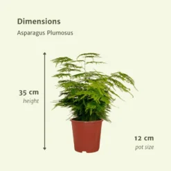 Asparagus Plumosus - H35cm, ø12cm - Plante D'intérieur -Promos Jardesia Magasin 8bc2b5247f4f3f1a