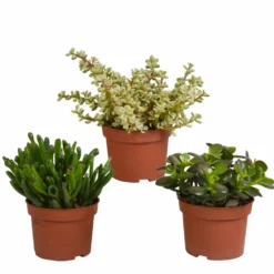 Crassula, Box De 3 Plantes - H15cm, ø10,5cm - Plantes D'intérieur