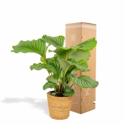 Calathea Orbifolia Et Son Panier Naturel - H65cm, ø19cm - Plante D'intérieur -Promos Jardesia Magasin 8eadc24535a1866a