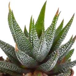 Gasteria, Haworthia, Box De 5 Plantes - H12cm, ø5,5cm - Plantes D'intérieur 8 Gasteria, Haworthia, Box De 5 Plantes - H12cm, ø5,5cm - Plantes D'intérieur -Promos Jardesia Magasin 8f6303b2df7c9f36
