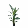 Strelitzia Nicolai Xxl - H210cm - Très Grande Plante D'intérieur
