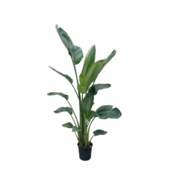 Strelitzia Nicolai Xxl - H210cm - Très Grande Plante D'intérieur