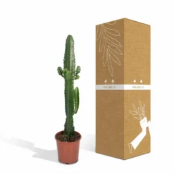 Euphorbia Acrurensis - H50cm, ø17cm - Grande Plante D'intérieur -Promos Jardesia Magasin 9085af23248e93ea