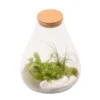 Terrarium Penché Avec Bouchon Liège D30cm
