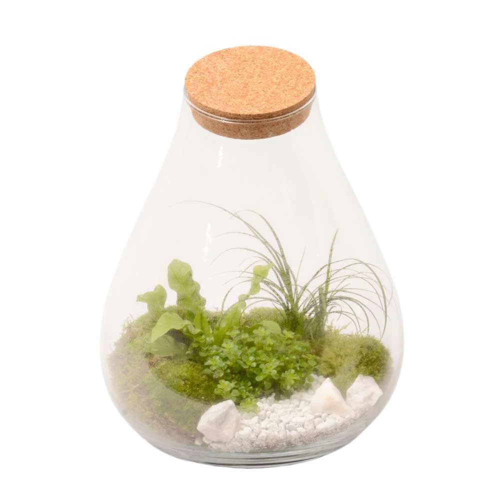 Terrarium Penché Avec Bouchon Liège D30cm 1 Terrarium Penché Avec Bouchon Liège D30cm