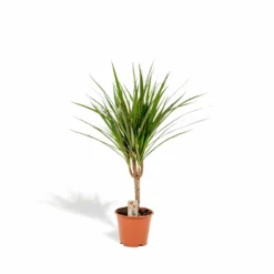 Dracaena Marginata - H60cm, ø14cm - Plante D'intérieur