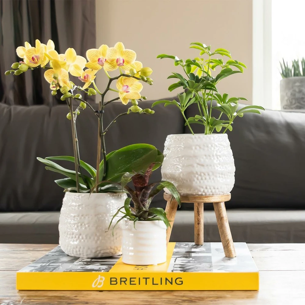 Schefflera Bush - H36cm, ø9cm - Plante D'intérieur 2 Schefflera Bush - H36cm, ø9cm - Plante D'intérieur – Image 2