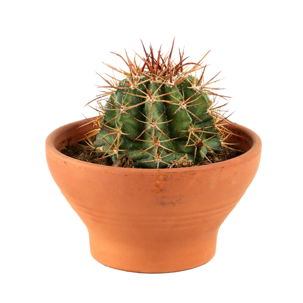 Cactus: Coupe D15cm 1 Cactus: Coupe D15cm