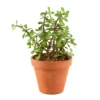 Plantes Succulentes Variées Exception D19cm