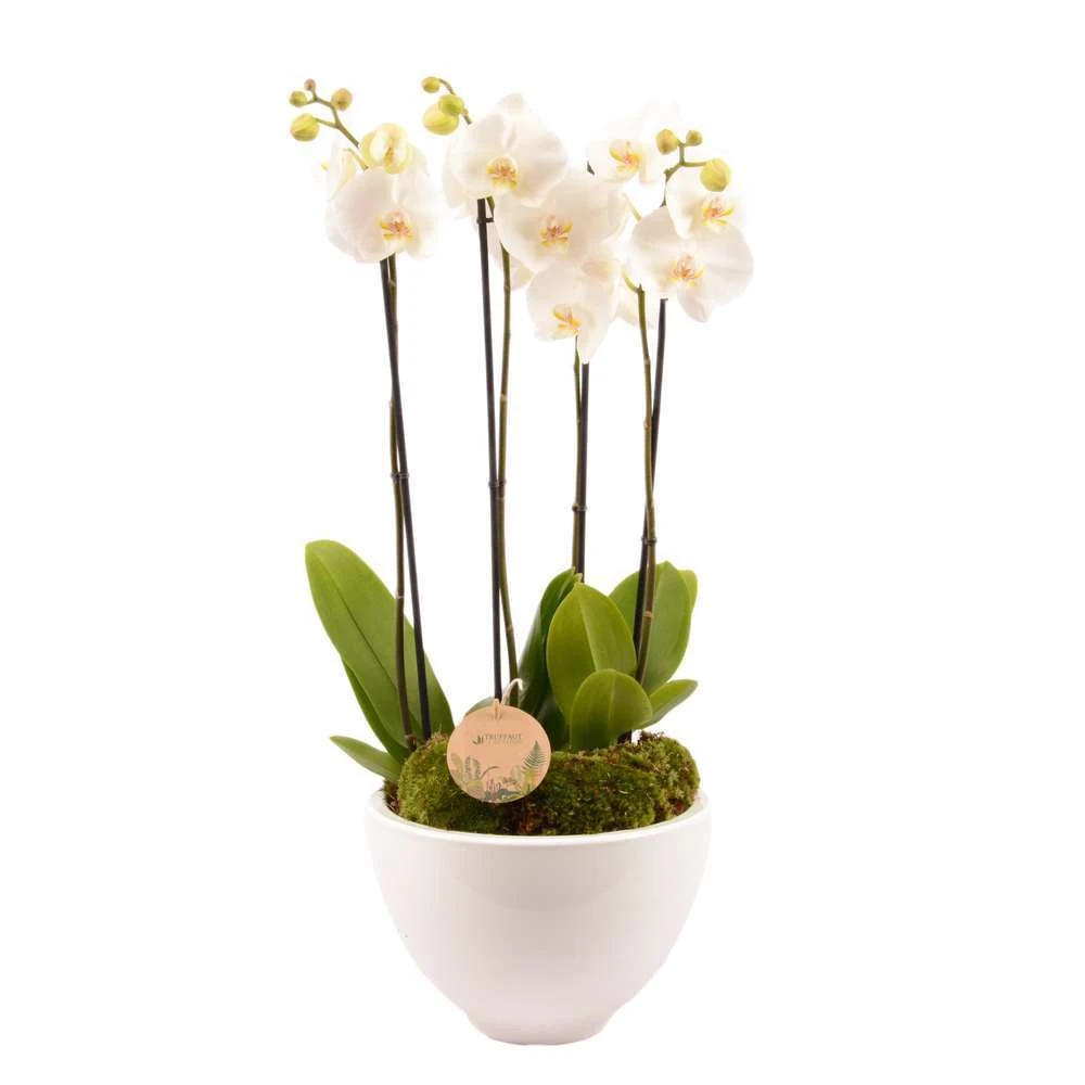 Composition Phalaenopsis 4 Tiges 1 Composition Phalaenopsis 4 Tiges