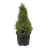 Sapinette Blanche (Picea Glauca) 'Conica' 50/60 : Pot 5L