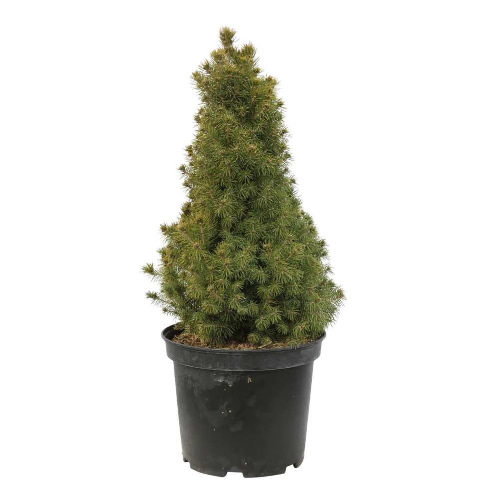 Sapinette Blanche (Picea Glauca) 'Conica' 50/60 : Pot 5L 1 Sapinette Blanche (Picea Glauca) 'Conica' 50/60 : Pot 5L