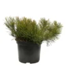 Pinus Mugo Pumilio H30/40cm : Pot 3L