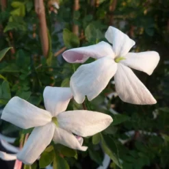 Jasmin De Grasse' - Jasminum Grandiflorum 3l 8 Jasmin De Grasse' - Jasminum Grandiflorum 3l -Promos Jardesia Magasin 9358d9931f25faf6