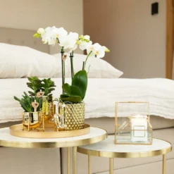 Orchidée Blanche Phalaenopsis - H35cm, ø9cm - Plante D'intérieur Fleurie -Promos Jardesia Magasin 937c01e16e2e6d00