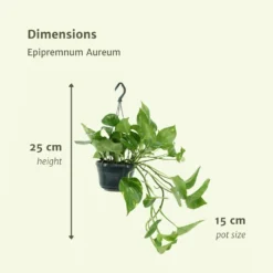 Epipremnum Aureum Scindapsus X2 - H25cm, ø15cm - Plante D'intérieur -Promos Jardesia Magasin 93ca32c9cb6f13ca