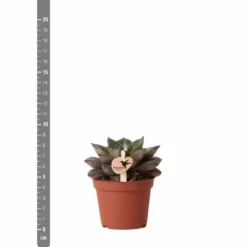 Echeveria Purpusorum - H9cm, ø6cm - Plante D'intérieur 8 Echeveria Purpusorum - H9cm, ø6cm - Plante D'intérieur -Promos Jardesia Magasin 93d4d1b512e566d1