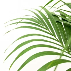 Palmier Kentia Xxl - H150cm, ø24cm - Très Grande Plante D'intérieur -Promos Jardesia Magasin 9483ff7dfd1a5914