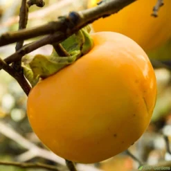 Kaki "Sharon" 1/2T Pot 15L