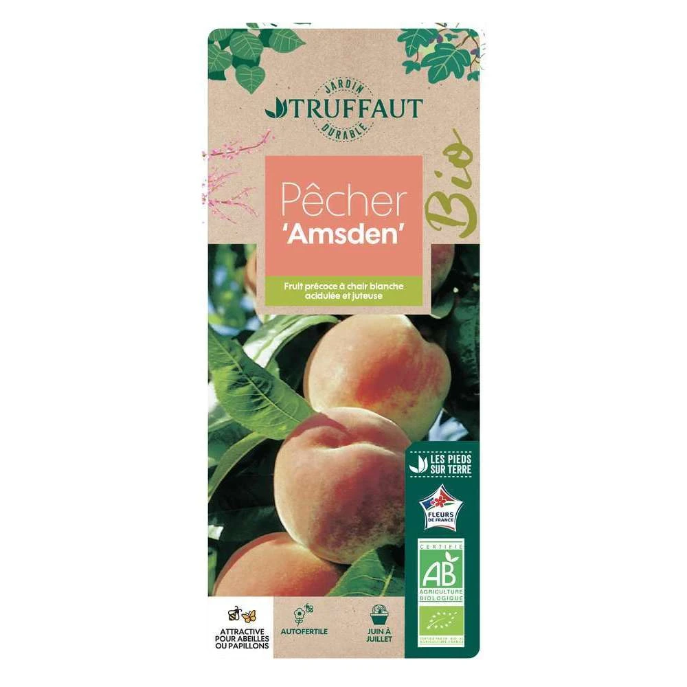 Pêcher à Chair Blanche Amsden, Bio, Gobelet 1 Pêcher à Chair Blanche Amsden, Bio, Gobelet