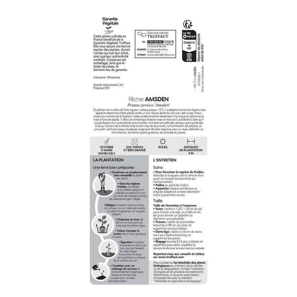 Pêcher à Chair Blanche Amsden, Bio, Gobelet 2 Pêcher à Chair Blanche Amsden, Bio, Gobelet – Image 2