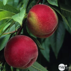 Pêcher à Chair Blanche Amsden, Bio, Gobelet 6 Pêcher à Chair Blanche Amsden, Bio, Gobelet -Promos Jardesia Magasin 952755 1774732