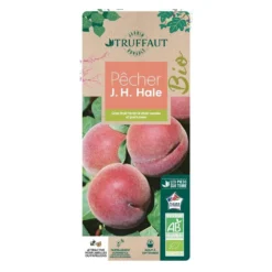Pêcher à Chair Jaune JH Hale BIO, Gobelet 2 Ans