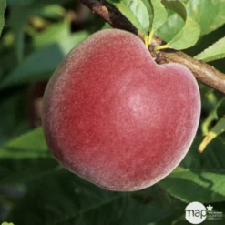 Pêcher à Chair Jaune JH Hale BIO, Gobelet 2 Ans 6 Pêcher à Chair Jaune JH Hale BIO, Gobelet 2 Ans -Promos Jardesia Magasin 952757 1774771