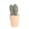 Cactus Mix : Pot Ø27 Cm