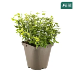 Euonymus Fortunei 'Emerald'n Gold : Pot 3L 6 Euonymus Fortunei 'Emerald'n Gold : Pot 3L -Promos Jardesia Magasin 954301 001