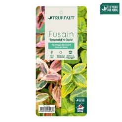 Euonymus Fortunei 'Emerald'n Gold : Pot 3L 7 Euonymus Fortunei 'Emerald'n Gold : Pot 3L -Promos Jardesia Magasin 954301 003