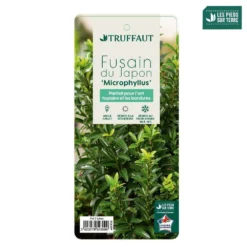 Euonymus Japonicus 'Mycrophyllus' : Pot 3L 7 Euonymus Japonicus 'Mycrophyllus' : Pot 3L -Promos Jardesia Magasin 954309 004