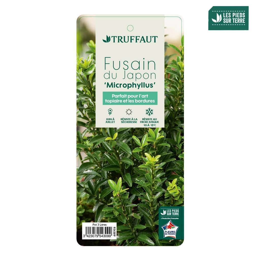 Euonymus Japonicus 'Mycrophyllus' : Pot 3L 4 Euonymus Japonicus 'Mycrophyllus' : Pot 3L – Image 4