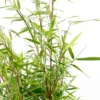 Bambou Non-traçant Fargesia 'Asian Wonder':pot 10L