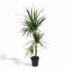 Dracaena Marginata - H115cm, ø21cm - Très Grande Plante D'intérieur