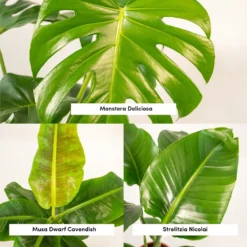 Monstera Deliciosa, Bananier Musa, Strelitzia Nicolai - Grandes Plantes D'intérieur 7 Monstera Deliciosa, Bananier Musa, Strelitzia Nicolai - Grandes Plantes D'intérieur -Promos Jardesia Magasin 964644ac6b97da9d