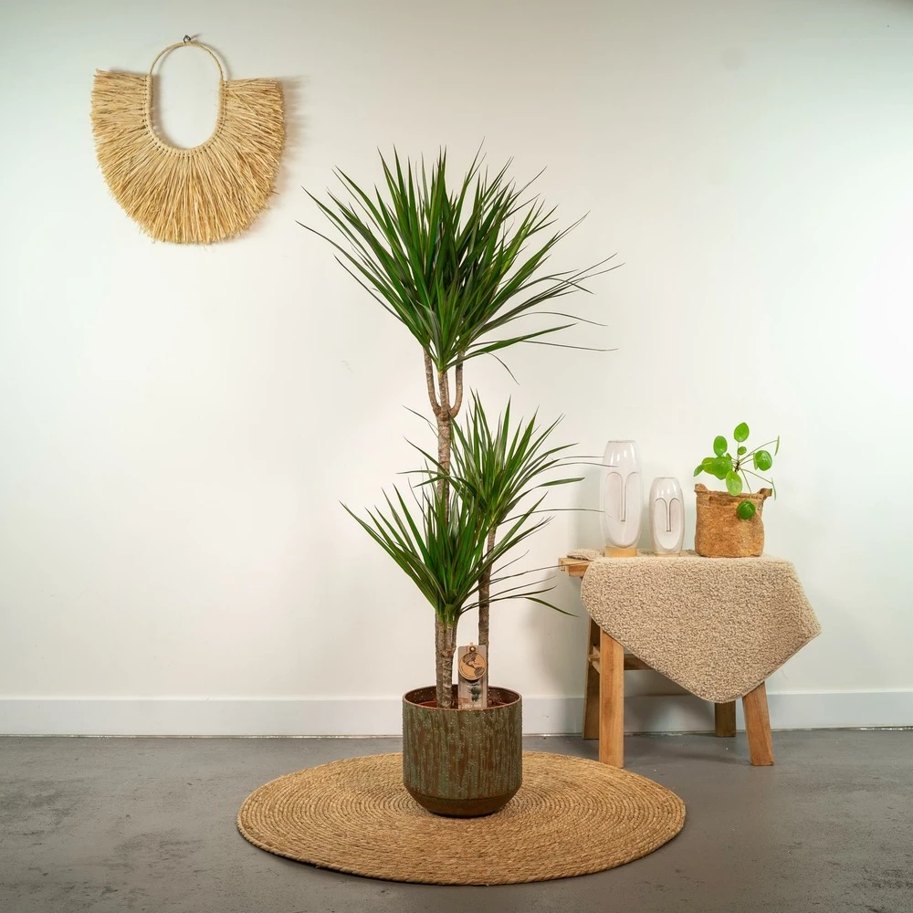 Dracaena Marginata - H120cm, ø21cm - Très Grande Plante D'intérieur 2 Dracaena Marginata - H120cm, ø21cm - Très Grande Plante D'intérieur – Image 2