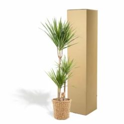 Dracaena Et Son Panier Naturel - H120cm, ø21cm - Très Grande Plante D'intérieur 9 Dracaena Et Son Panier Naturel - H120cm, ø21cm - Très Grande Plante D'intérieur -Promos Jardesia Magasin 966c502bf27294de