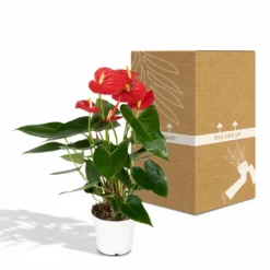 Anthurium Rouge - H40cm, ø12cm - Plante D'intérieur -Promos Jardesia Magasin 972096c3ef4e7808