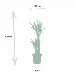 Yucca Xl - H100cm, ø21cm - Très Grande Plante D'intérieur 8 Yucca Xl - H100cm, ø21cm - Très Grande Plante D'intérieur -Promos Jardesia Magasin 97739a3d99bac8dd