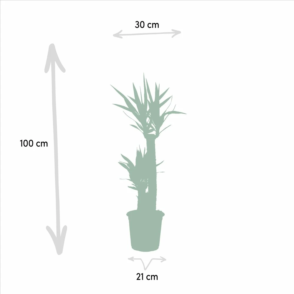 Yucca Xl - H100cm, ø21cm - Très Grande Plante D'intérieur 4 Yucca Xl - H100cm, ø21cm - Très Grande Plante D'intérieur – Image 4