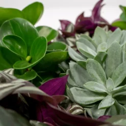 Box 6 Plantes D'intérieur - H20cm, ø12cm - Plantes D'intérieur 7 Box 6 Plantes D'intérieur - H20cm, ø12cm - Plantes D'intérieur -Promos Jardesia Magasin 983a3b72228d5787