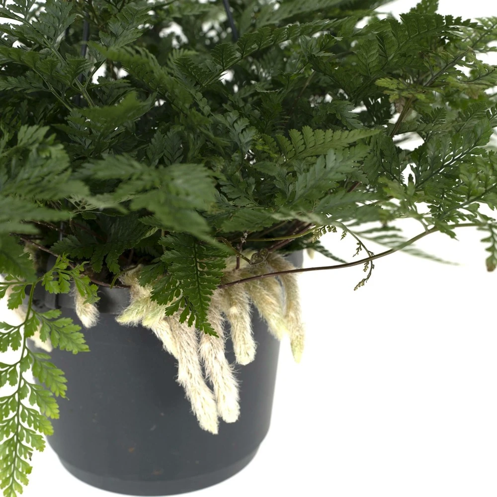 Humata Tyermannii - H20cm, ø17cm - Plante D'intérieur Tombante 2 Humata Tyermannii - H20cm, ø17cm - Plante D'intérieur Tombante – Image 2