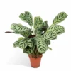 Ctenanthe Lovable - H25cm, ø14cm - Plante D'intérieur