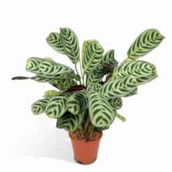 Ctenanthe Lovable - H25cm, ø14cm - Plante D'intérieur