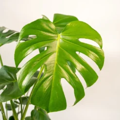 Monstera Deliciosa Et Son Cache-pot Doré - H80cm, ø21cm - Grande Plante D'intérieur -Promos Jardesia Magasin 995afec594505f5c