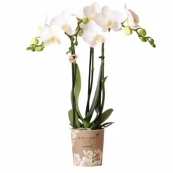Orchidée Blanche Phalaenopsis - H35cm, ø9cm - Plante D'intérieur Fleurie